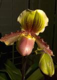 Paph Hellas Westenberg x chamberlinianum Krull-Smith