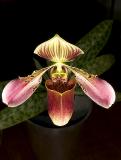 Paphiopedilum  NO TAG