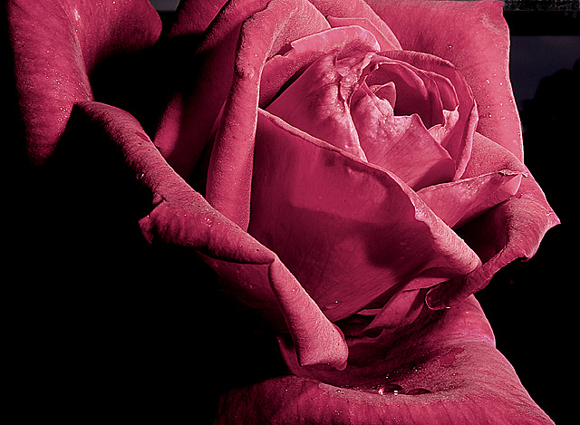 rose colored rose