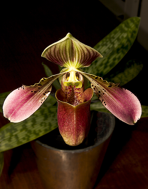 Paphiopedilum  NO TAG