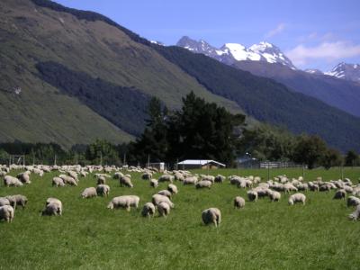 Glenorchy area with sheep