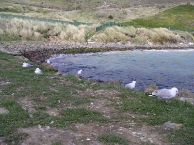 Gulls during the day, blue penguins at night