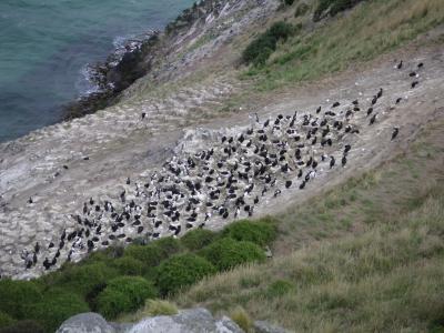Cormorant colony