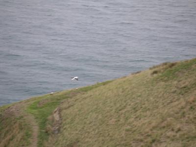 Royal albatross colony