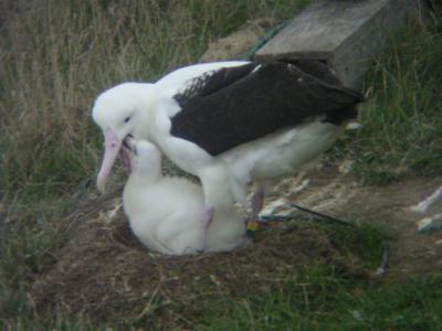 Feeding the chick