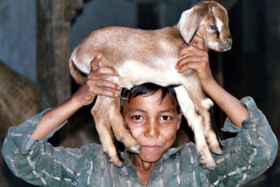 Goat Frame, Siruwari Balami Gau