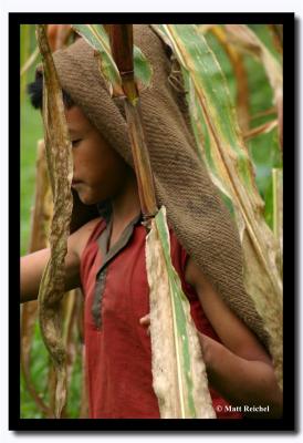 Deep in the Corn Fields, Pakang