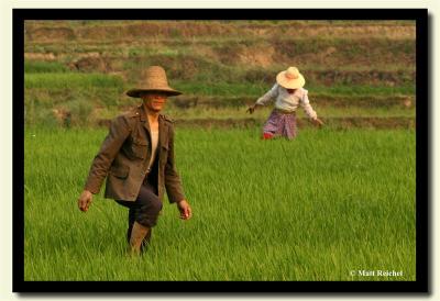 Dai Rice Farming Couple, Xishuangbanna