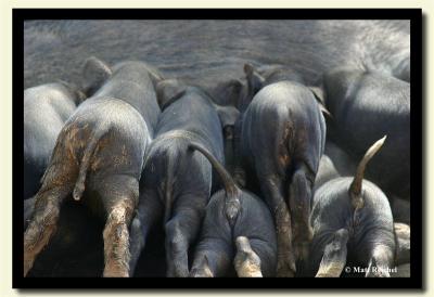 Piglets' Behinds, Xishuangbanna