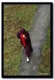 Nun Walking on a Path, Gangtok, SIkkim