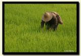 Dai Rice Farming, Xishuangbanna