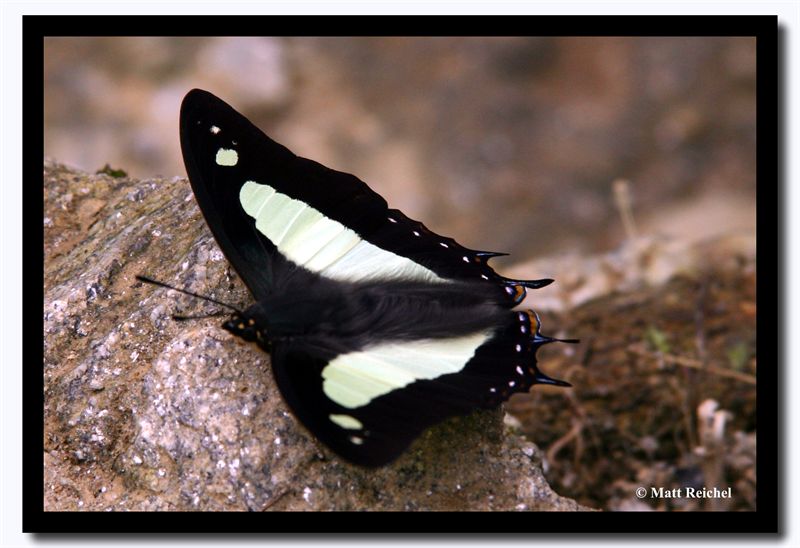 Colorful Moth, Pakang