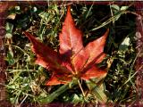 Early sign of Fall Maple leaf.jpg(261)