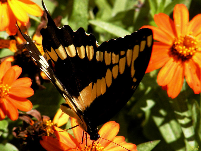 Butterfly 2.jpg(345)