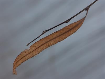 u40/mtf_foto_studies/medium/26313712.miniPICT1923.jpg