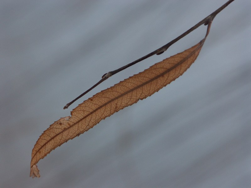 Leaf structure * by Luca Gemelli