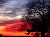 Tree in dusk, 2