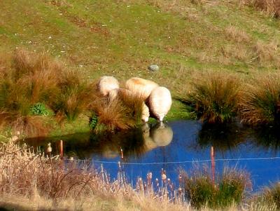 Sheep on Ground Hog Day