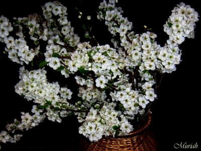 Golden Plum Blossom (02-24-05)