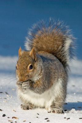 Gray Squirrel