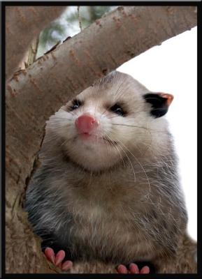 Opossum in Tree