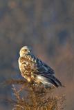 Rough-legged Hawk