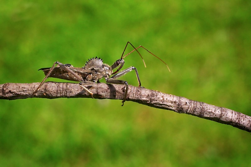 Wheel Bug