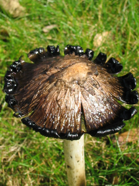 meadow mushroom