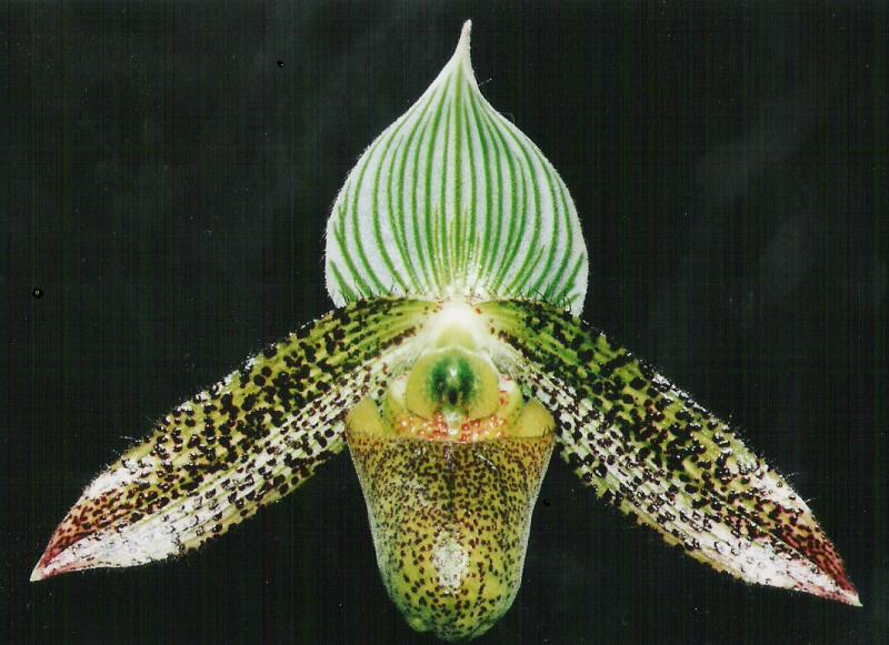 paph. wardii