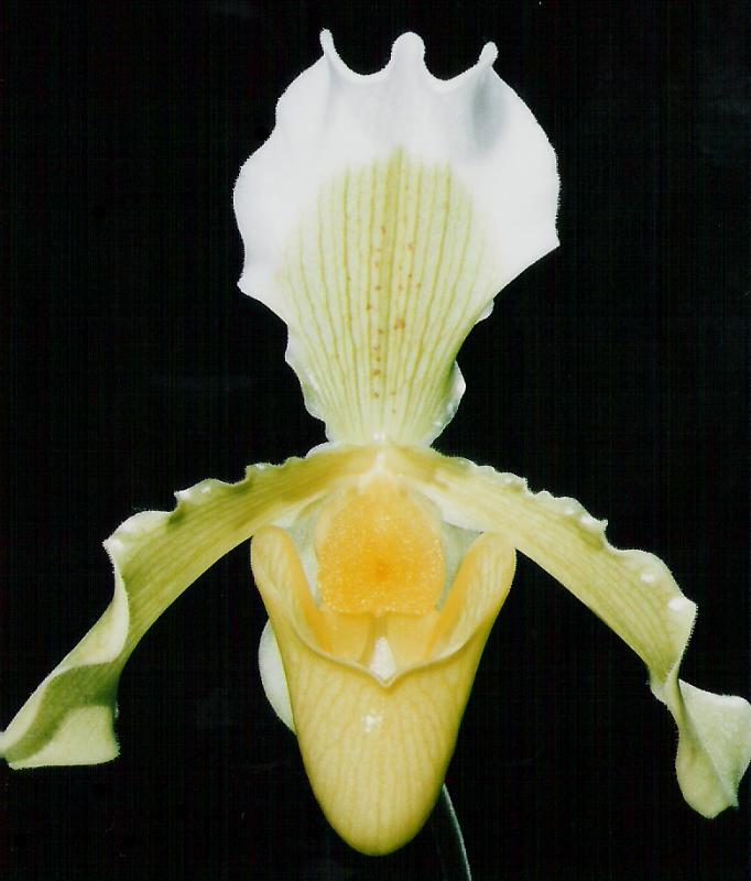 paph. insigne