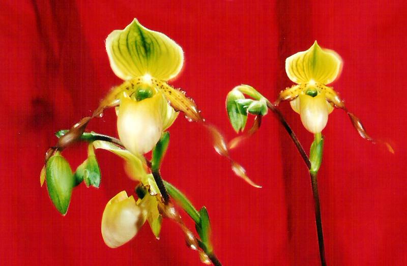 paph. honey