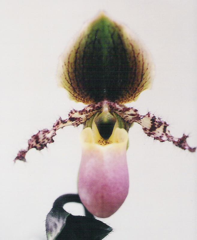 paph. glaucophyllum