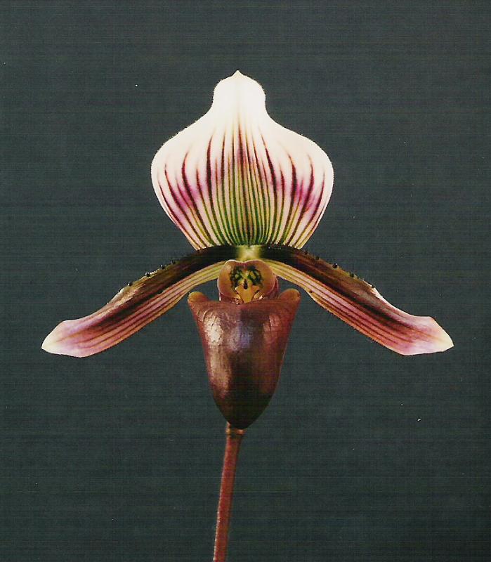 paph. callosum