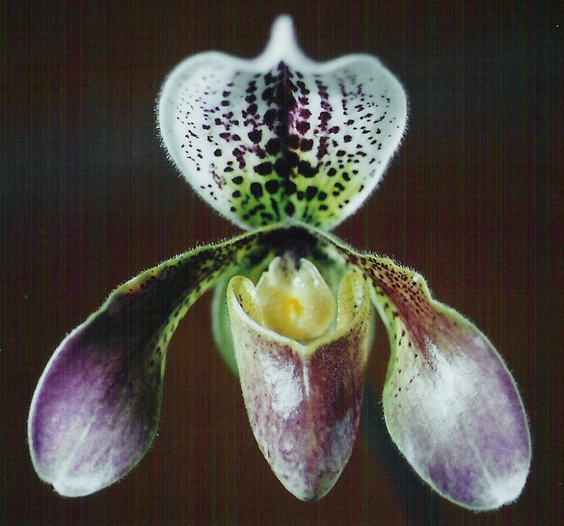 paphiopedilum