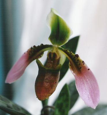 paph. wolterianum