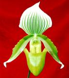 paph. fowliei f. album