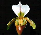 paph. insigne