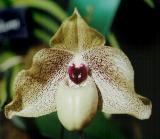 paph. malipoense