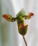 paph. venustum