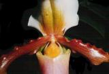 paphiopedilum