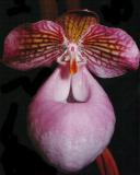 paph. micranthum