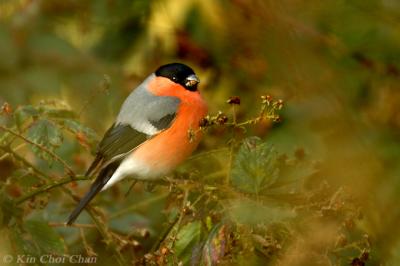 u40/nikond70/medium/39345886.DSC_5506jpg680a.jpg