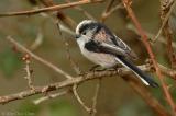 Long-tailed tit (Aegithalos caudatus)