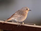 Female Black Redstart (Phoenicurus ochruros)  2