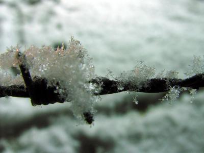 Snow Macro 3.jpg