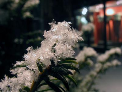 Snow Macro 5.jpg