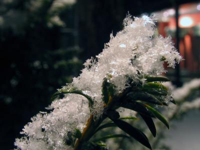 Snow Macro 6.jpg