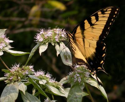 Eastern Tiger Swallowtail