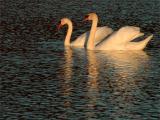 Mute Swans at Montevallo