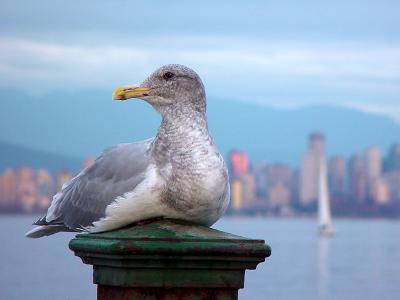 Gull & Vancouver skyline